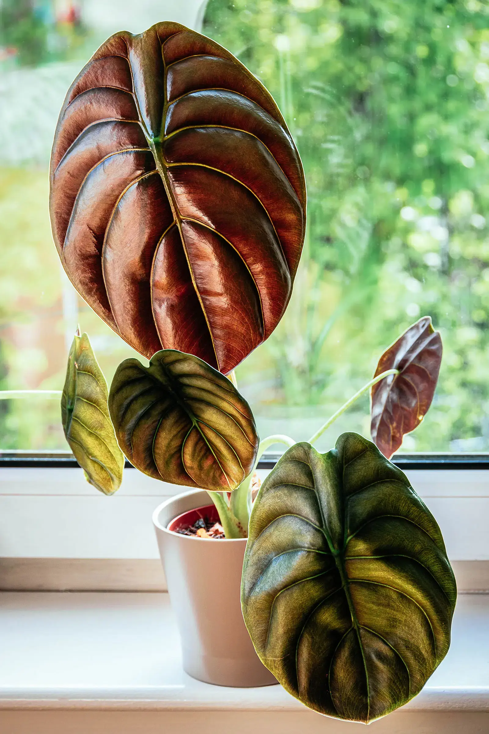 Alocasia red secret