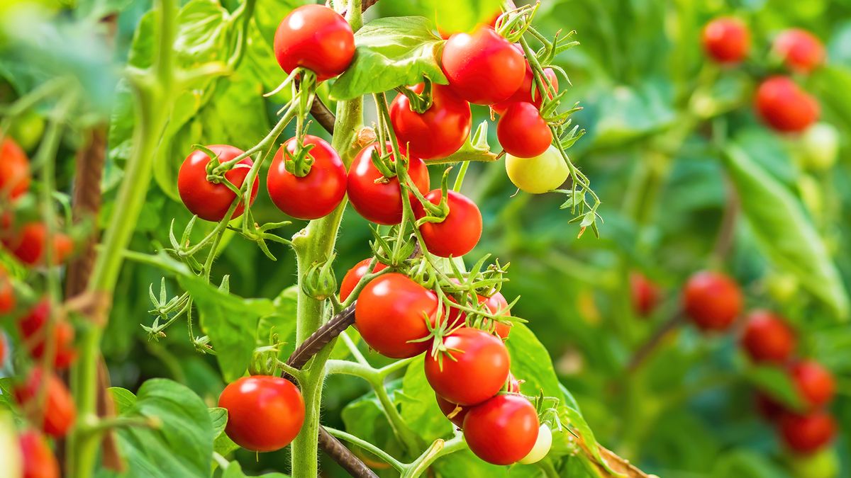 نحوه کاشت گوجه گیلاسی در باغچه 