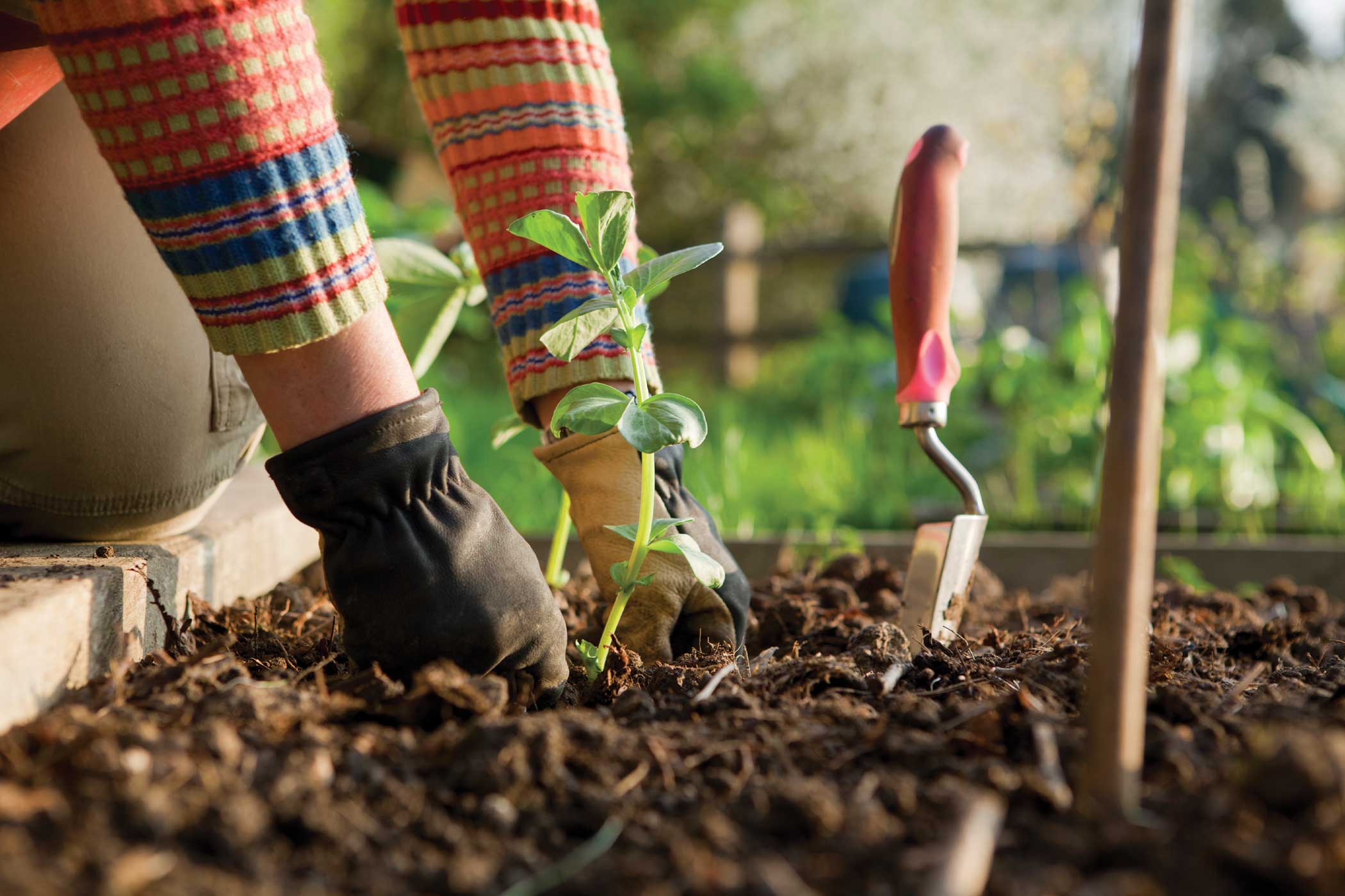 soil