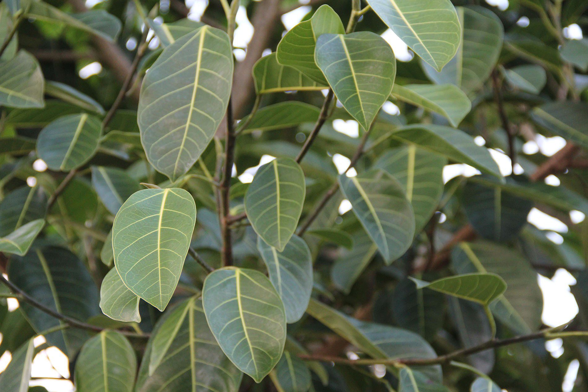 Ficus benghalensis