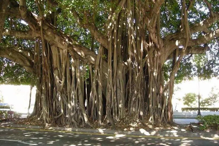 درخت انجیر معابد از درختان کیش