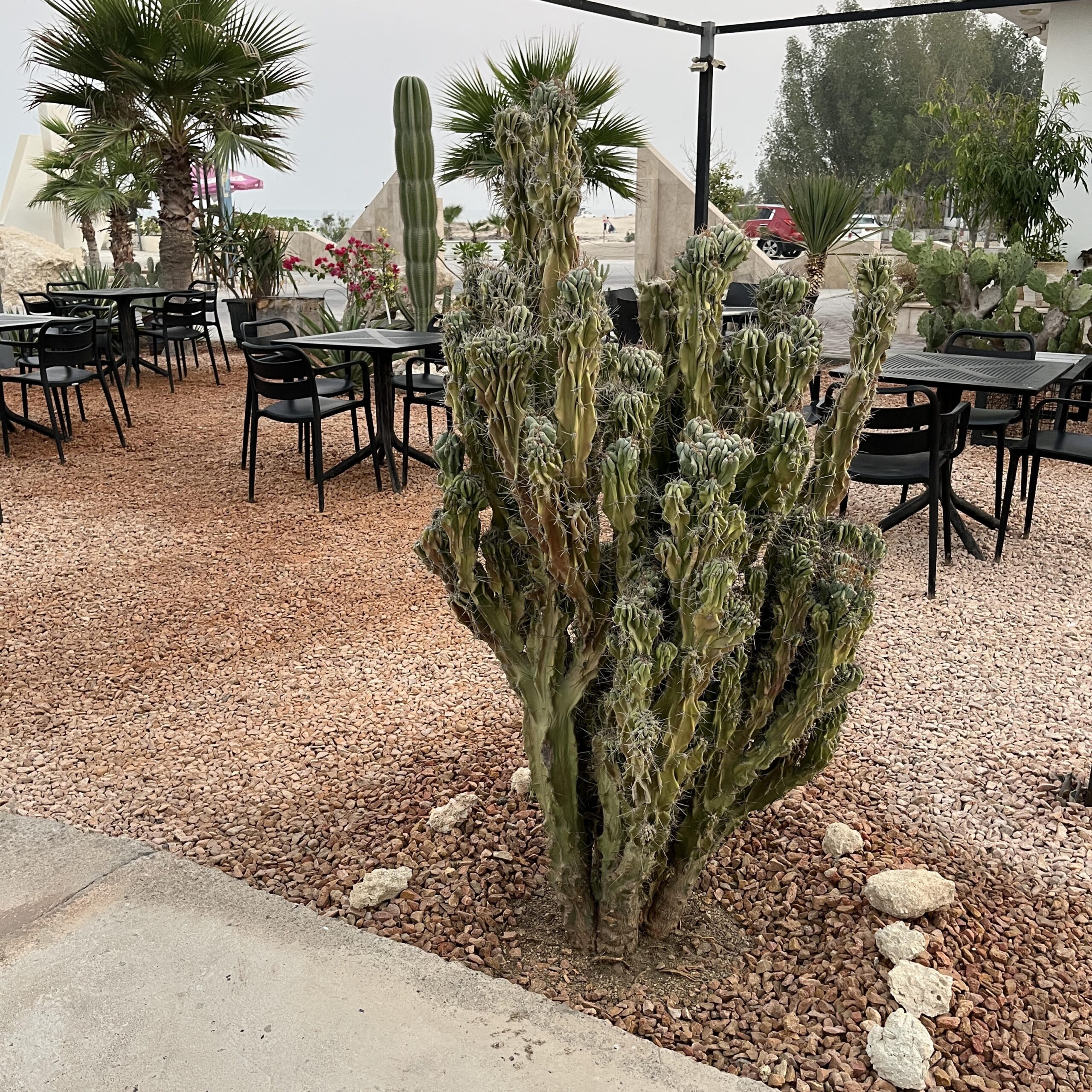 گیاه پزشکی سرئوس صخره‌ای (جزیره کیش)