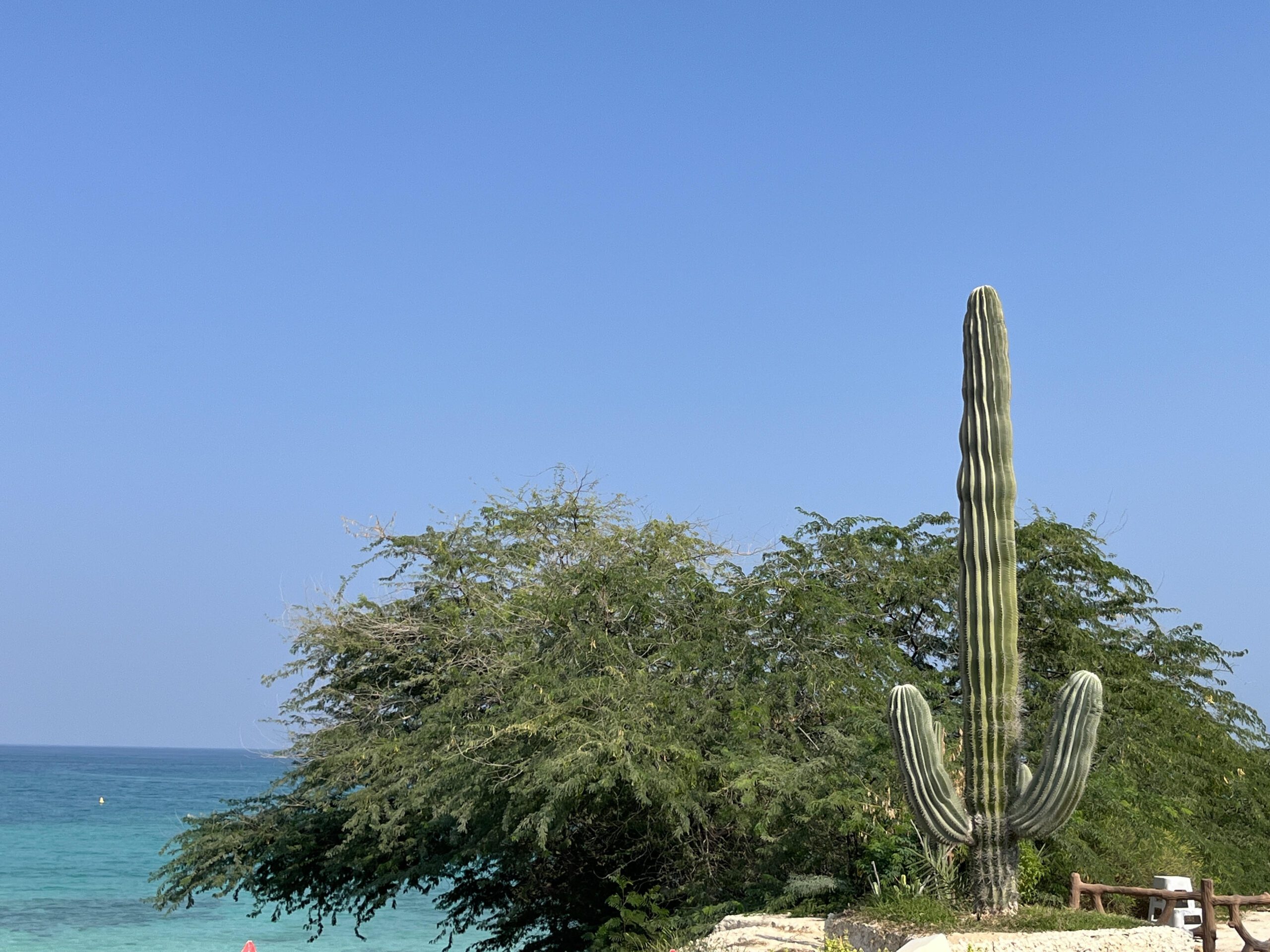 کاکتوس ساگوارو جزیره کیش