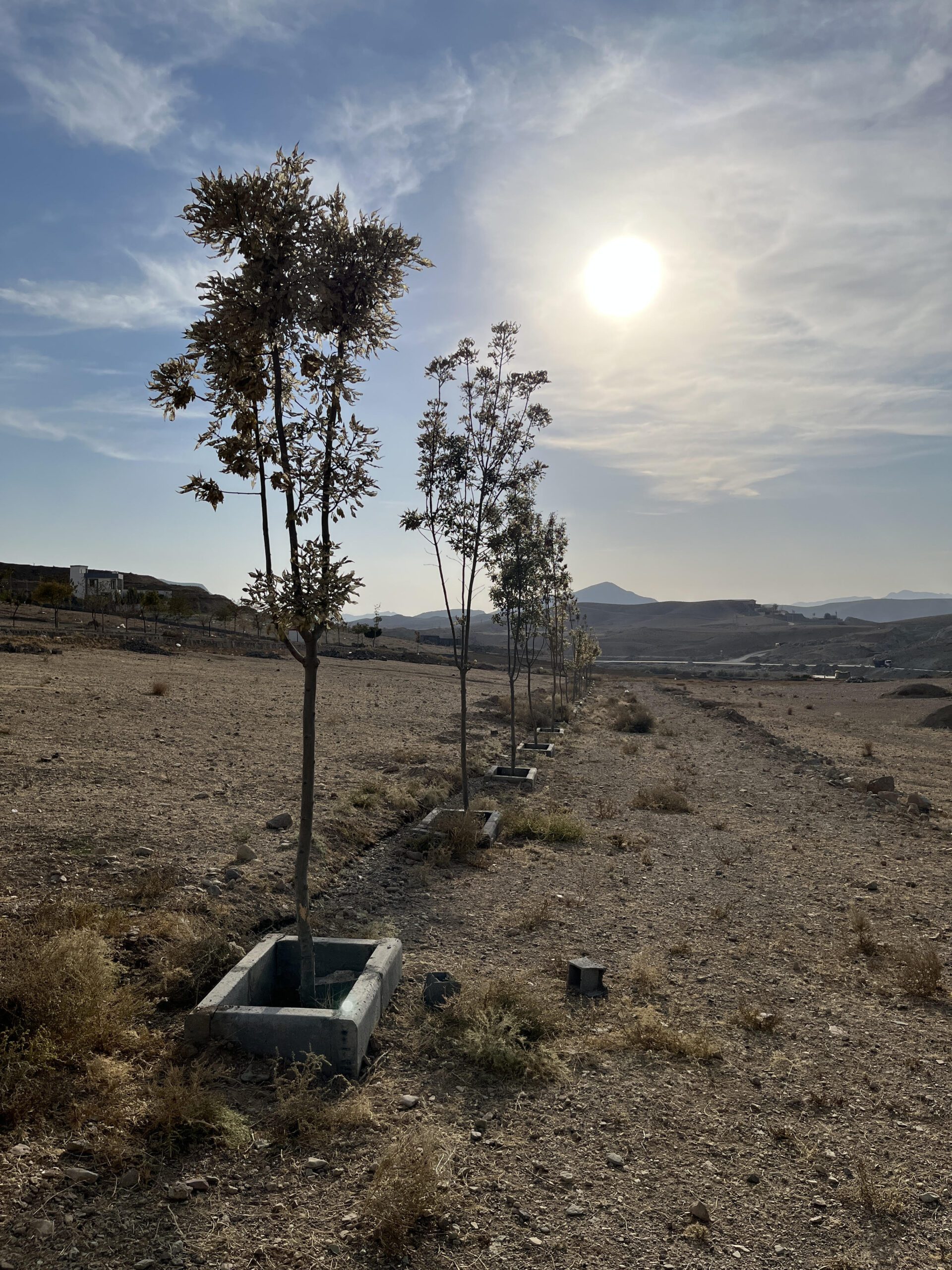 ویزیت باغ و بررسی شرایط کلی (بومهن)