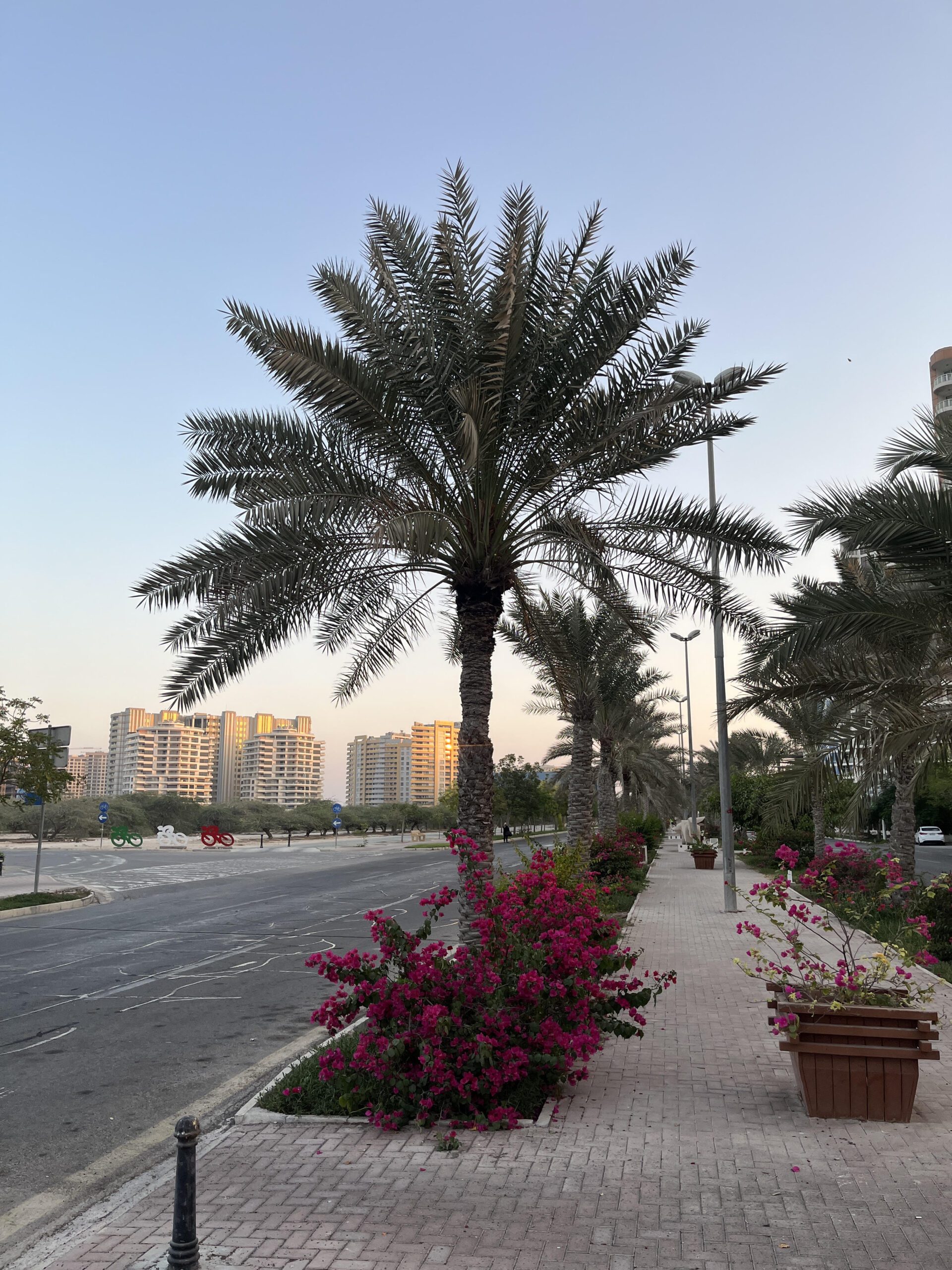 نخلهای واشنگتن در بلوارهای جزیره کیش