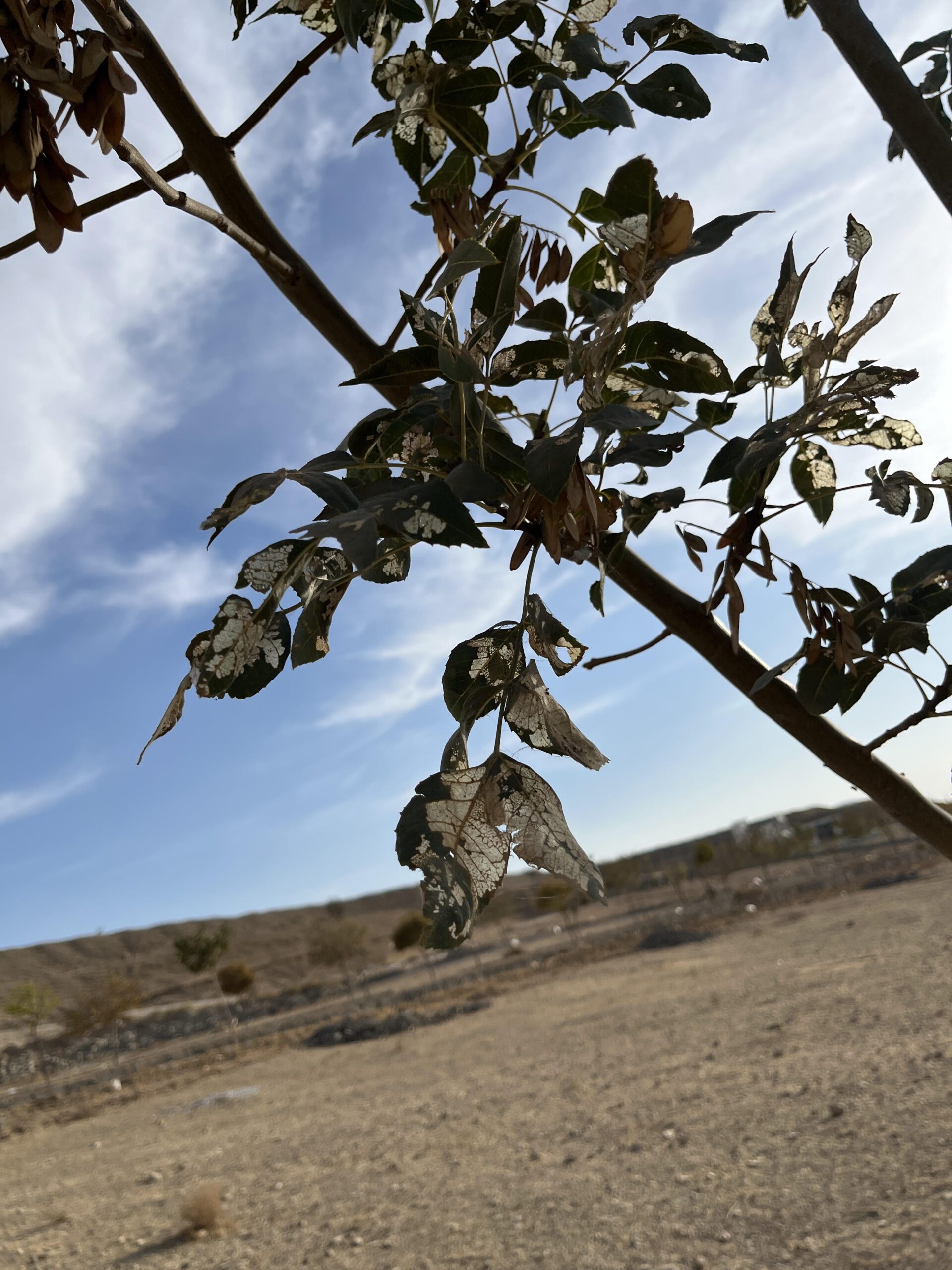 بررسی آفات درختان (بومهن)