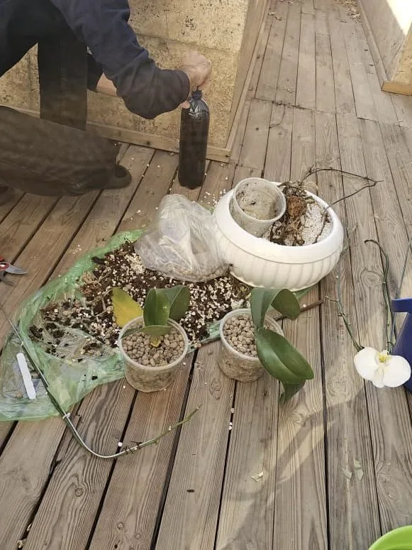 تعویض گلدان ارکیده در محل