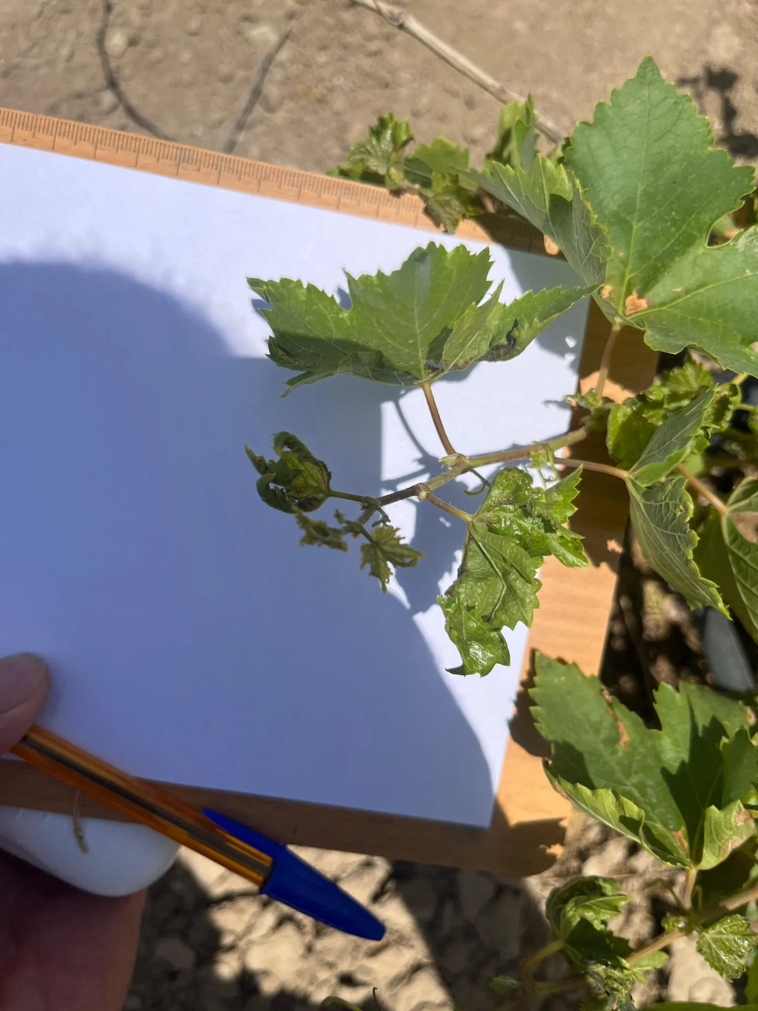 بررسی، تشخیص و مبارزه تخصصی تمام آفات و بیماری‌های گیاهان باغی، زراعی و گلخانه‌ای