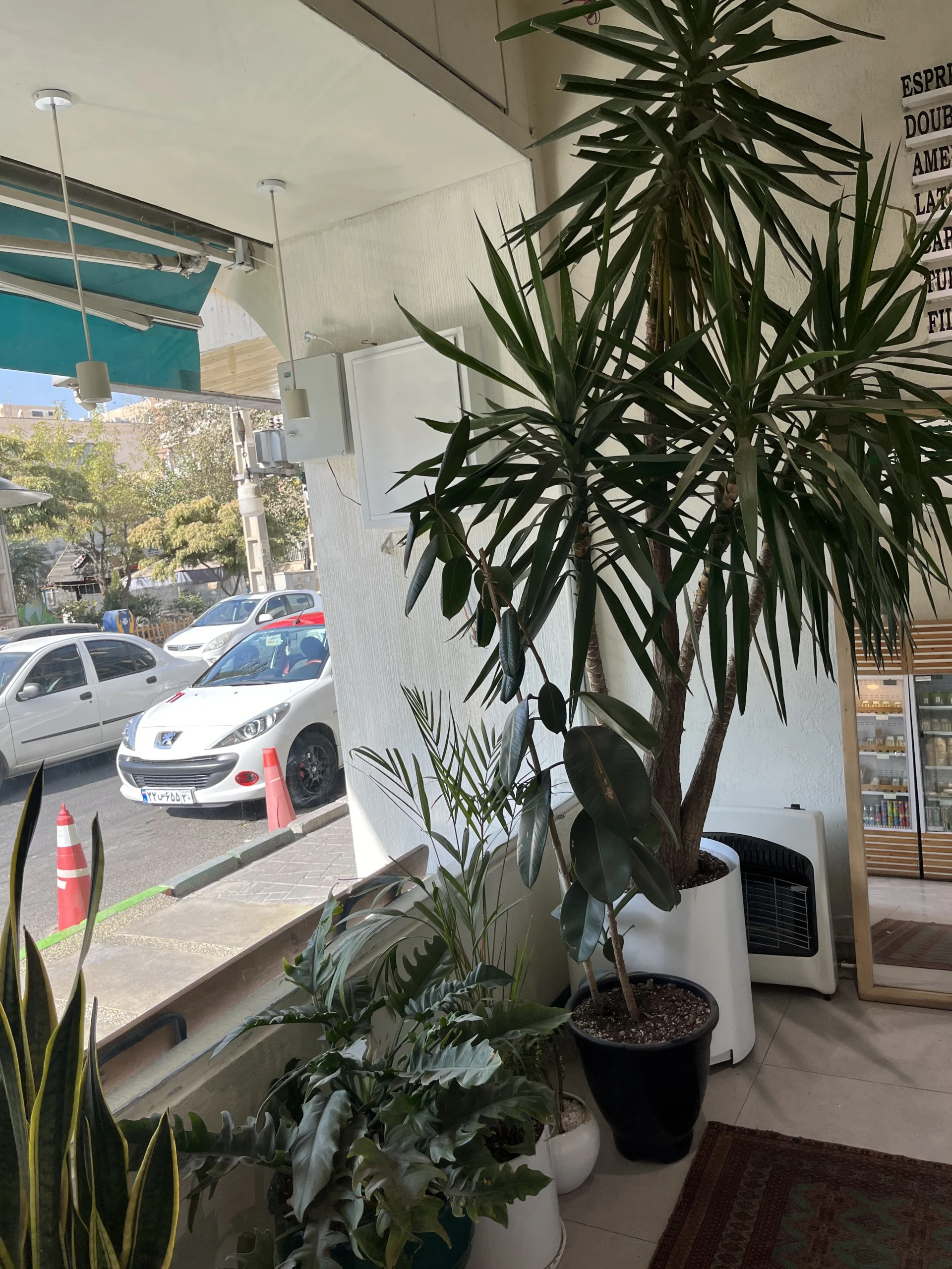 ویزیت گل و گیاه در محل