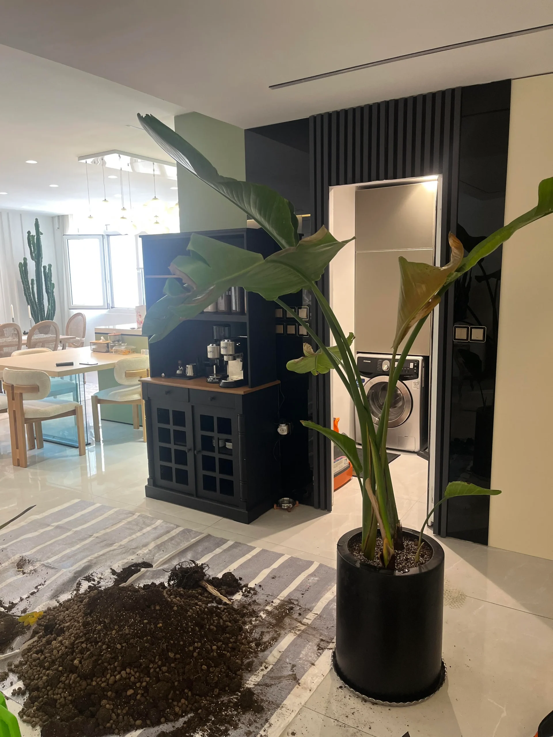 تعویض خاک و گلدان نخل نیکولای در منزل