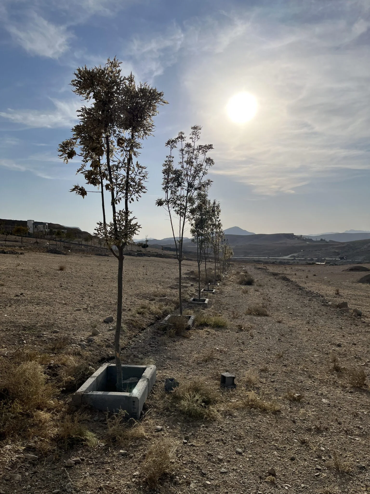 ویزیت و بررسی آفات در محل (بومهن)