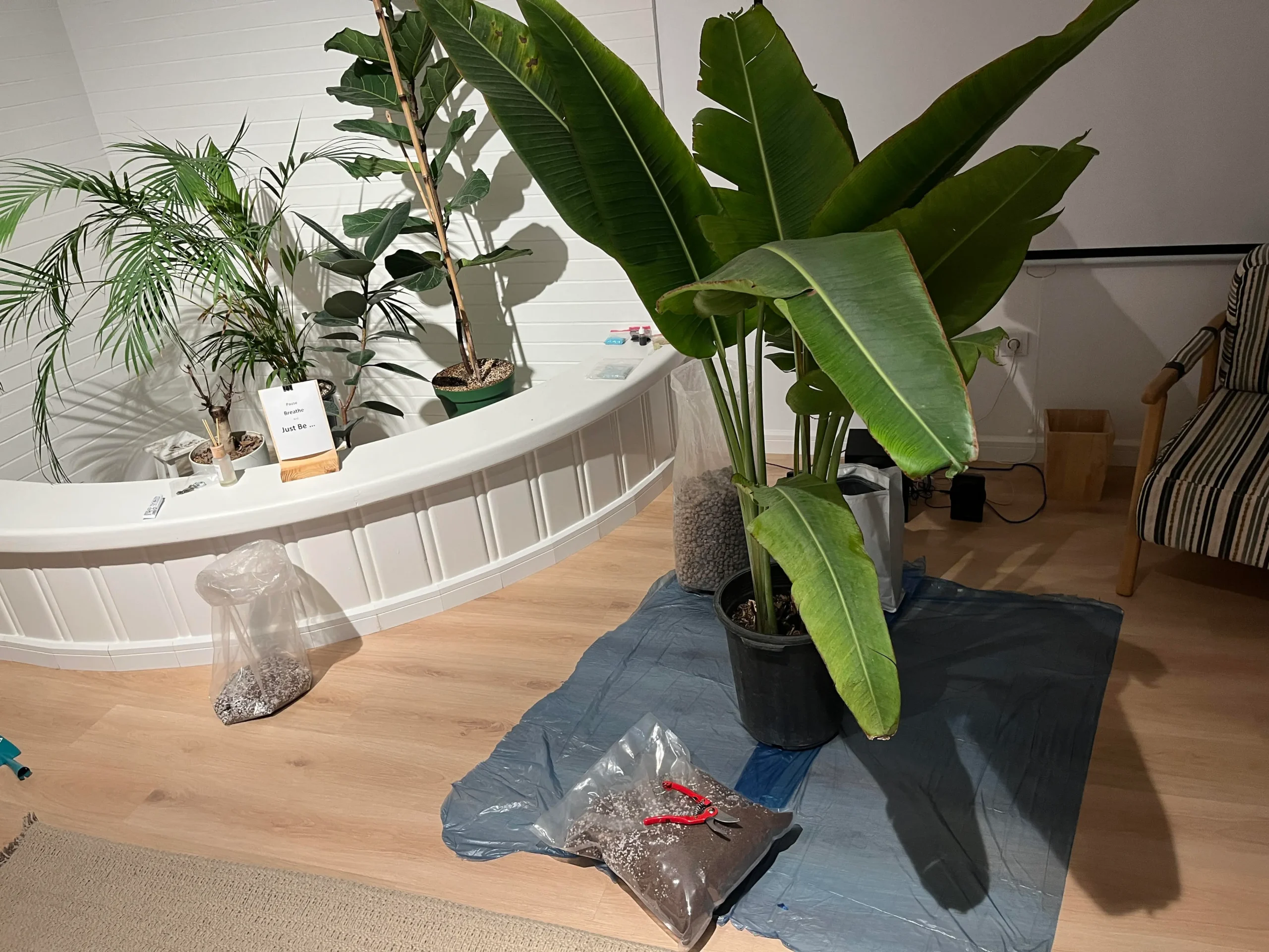 ویزیت گل و گیاهان آپارتمانی در منزل