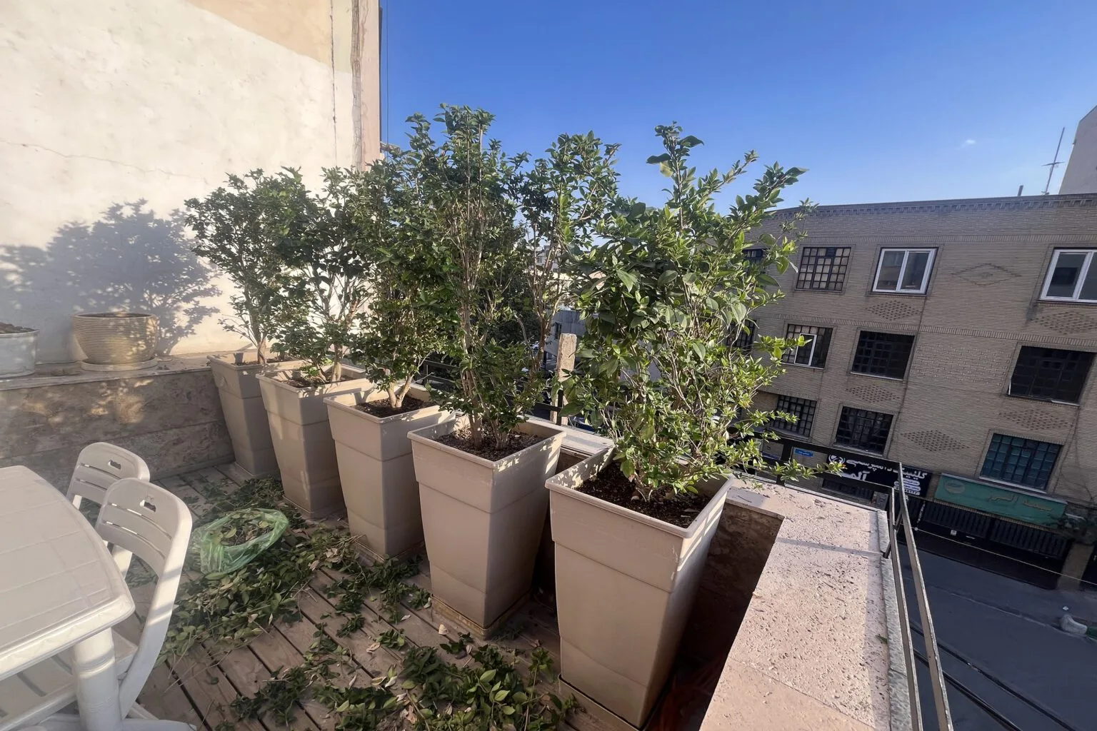 هرس یاس هلندی در محل (شرق تهران)