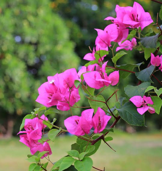 گل کاغذی Bougainvillea