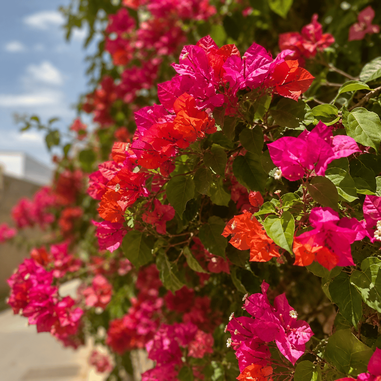 کود برای گل کاغذی